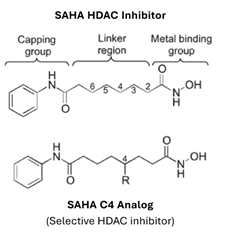 Chemical Structure Selective HDAC inhibitor