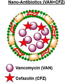 Cartoon Drawing of liposomal nanoparticle with VAN and CFZ drugs encapsulated