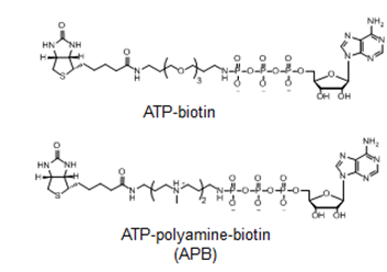 Chemical Structure ATP-Polyamine-Bioton